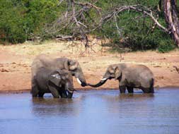 Elephant Opposite Bovu Island